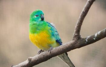 Turquoise Parrot