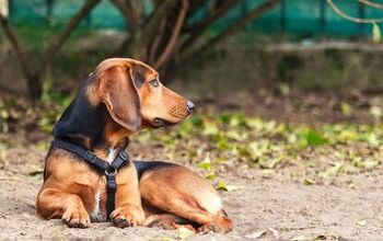 Tyrolean Hound