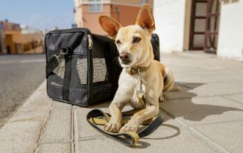 U.S. Senators Introduce Legislation To Protect Pets In Air