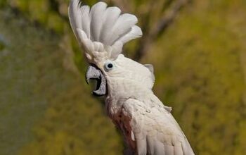 Umbrella Cockatoo