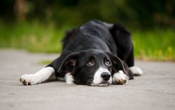 Understanding Canine Parovirus