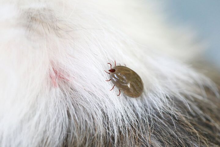 understanding lyme disease symptoms in dogs