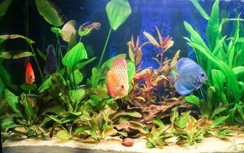 Understanding the Basics of Freshwater Aquarium Lighting