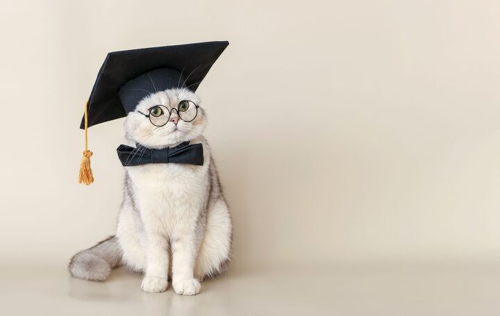 university s campus cat earns an honorary degree in litter auture, Natasha Zakharova Shutterstock