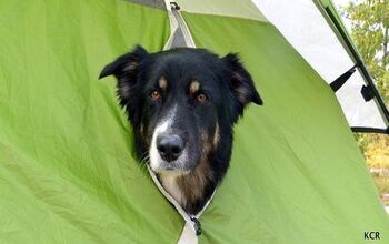 Up The Creek: Adventures In Canine Canoeing Part 3