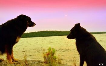 Up The Creek: Adventures In Canine Canoeing Part 4