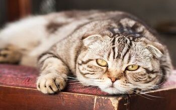 Ups and Downs: Understanding Feline Diabetes