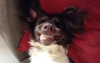 Upside Down Dog Of The Week – Alfie