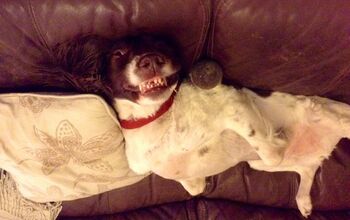 Upside Down Dog Of The Week – Freddie