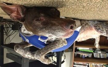 Upside Down Dog Of The Week – Kiaya