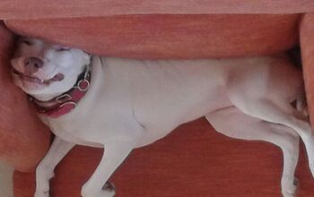 Upside Down Dog Of The Week – Lola