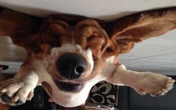 Upside Down Dog Of The Week – Nikita