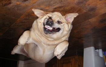 Upside Down Dog Of The Week – Oscar