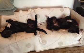 Upside Down Dogs Of The Week – Harley and Jet