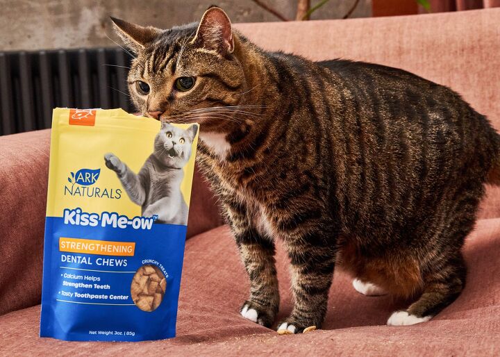 using innovative cat treats to help keep your pets teeth clean