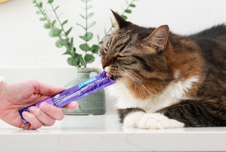 using innovative cat treats to help keep your pets teeth clean