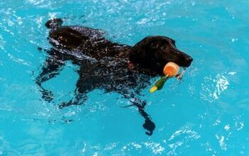 Utah Doggie Daycare Offers State-Of-The-Art Pool for Pups