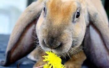 Velveteen Lop