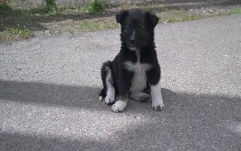 Visitors to Chernobyl Site Advised Not to Pet the Dogs [Video]