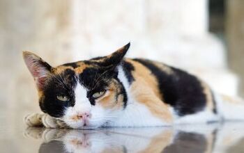 Vitamin B12 Deficiency in Cats: The Basics