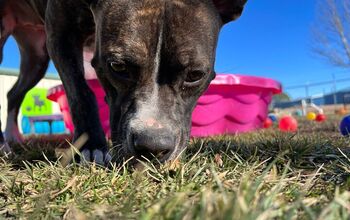 Volunteers in Flood Ravaged Brazil Town Save Dogs Left Behind