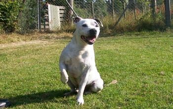 Wag-Related Tail Amputation Doesn’t Stop This Dog From Finding Furev