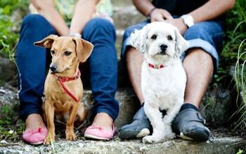 Want To Meet New People? Survey Says Get A Dog