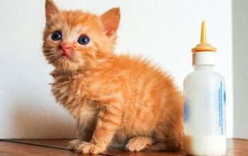 Want to Save Lives of Orphaned Kittens? This Is How You Do It