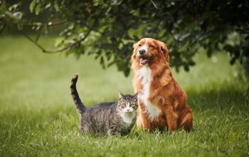 Watch This Brave Cat Save Her Dog Sibling from a Coyote Attack