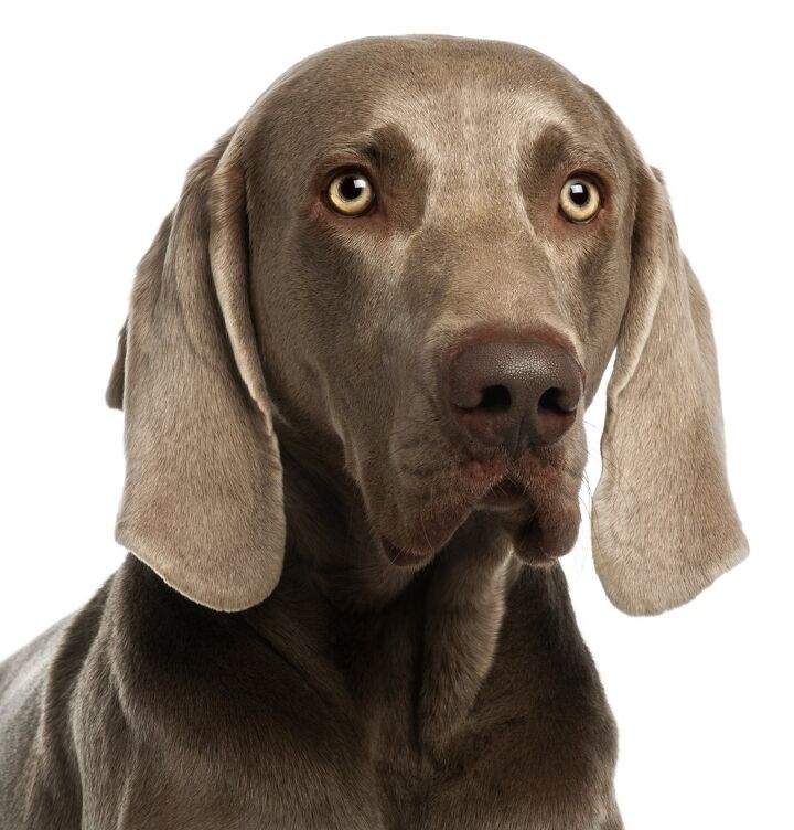 weimaraner