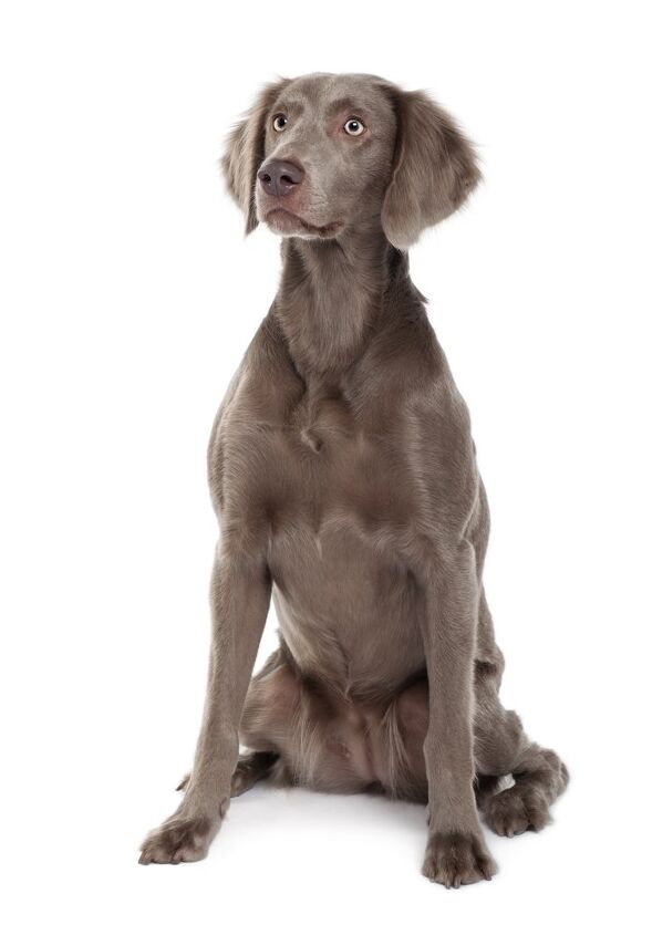 weimaraner