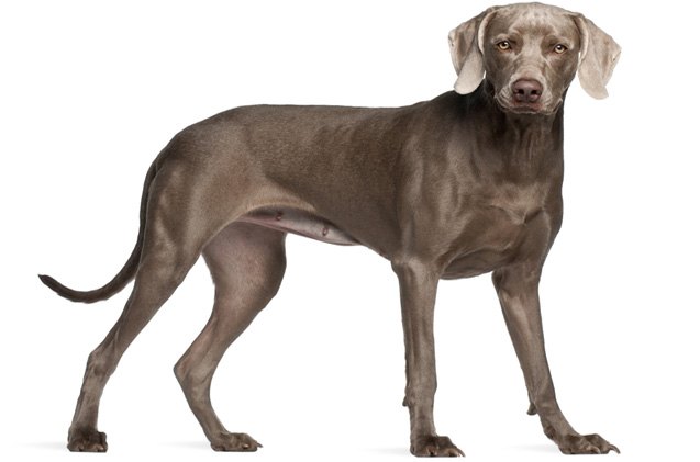 weimaraner