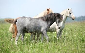 Welsh Pony