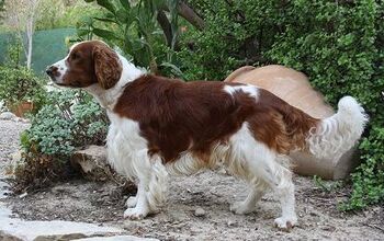 Welsh Springer Spaniel