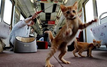 We’re Onboard With Japan’s First Cat Cafe On a Train!