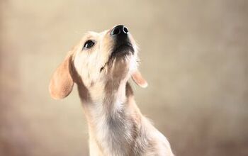 West Highland Doxie