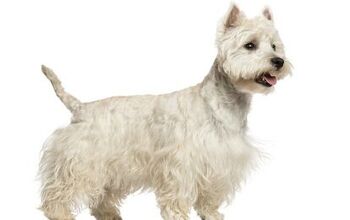 West Highland White Terrier