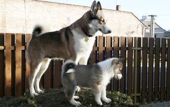 West Siberian Laika