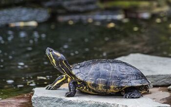 Western Painted Turtle