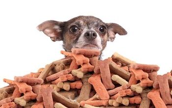 What A Treat: Choosing The Best Dog Treats