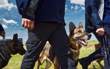 What Are Festival Sniffer Dogs?