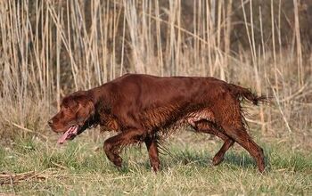 What Are The American Kennel Club Field Trials?