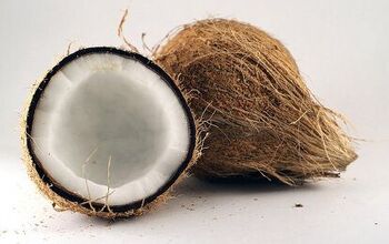 What Are The Benefits Of Coconut Oil For Dogs?