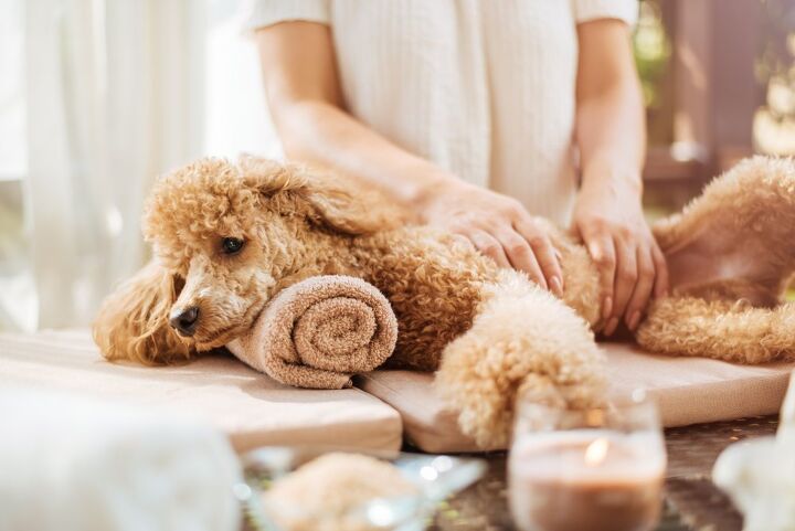 what are the benefits of dog massage, Rasulov Shutterstock