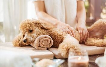 What Are the Benefits of Dog Massage?