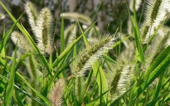 What Are the Dangers of Foxtails to Dogs?