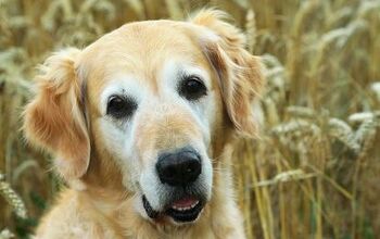 What Are The Most Common Dog Food Allergies?