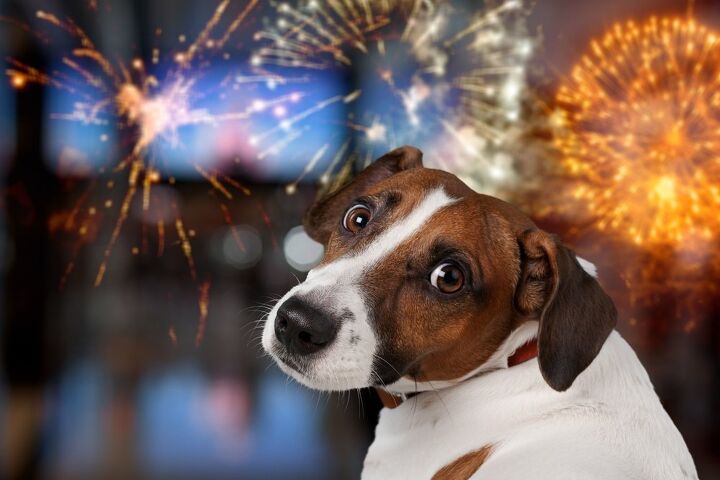 what can i do if my dog runs away during fireworks, Billion Photos Shutterstock