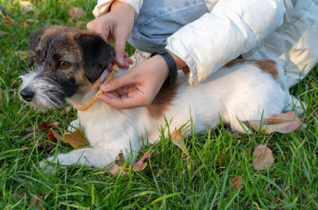 what collar is best for my dog, Photo credit Luiza Kamalova Shutterstock com