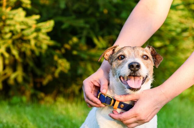 what collar is best for my dog, Photo credit alexei tm Shutterstock com